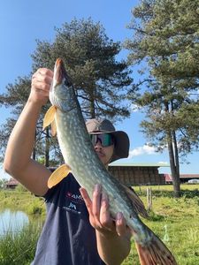Northern Pike