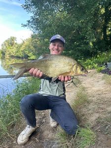 Common Bream