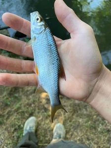 Roach