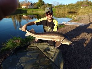 Sturgeon