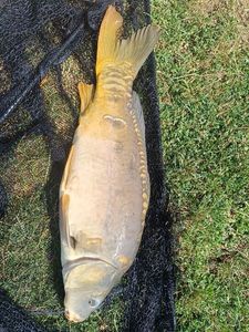 Mirror Carp