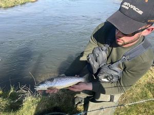 Brown Trout