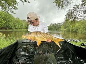 Common Carp