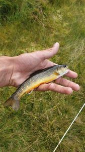 Brook Trout