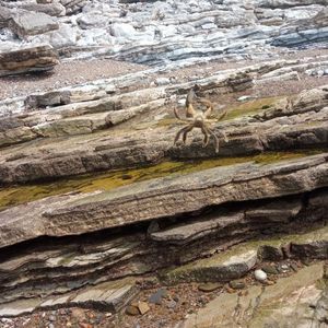 Common Shore Crab (Green Crab)