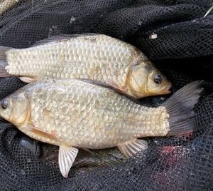 Crucian Carp