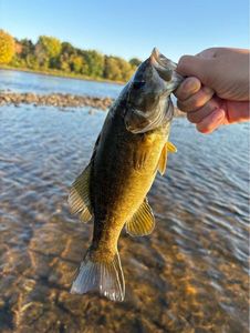 Smallmouth Bass