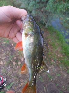 European Perch