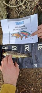 Brown Trout