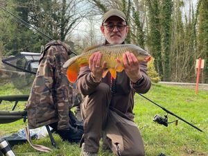 Common Carp
