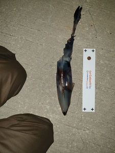 European Squid