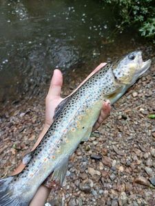 Brown Trout