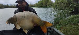 Mirror Carp