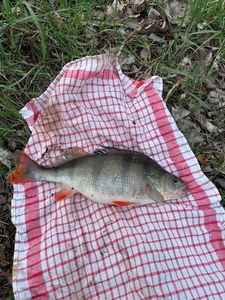 European Perch