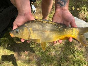 Mirror Carp