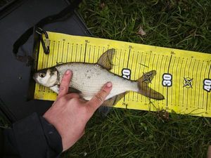 White bream