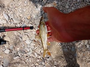 Barbel