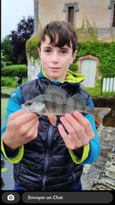 European Perch