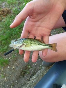 Largemouth Bass