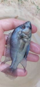 Nile Tilapia