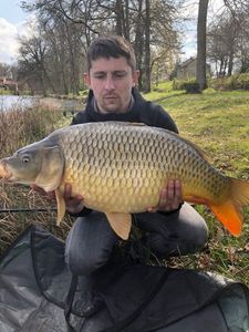 Common Carp