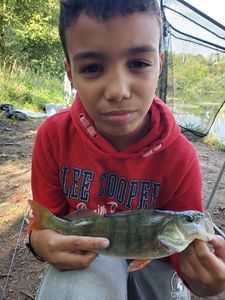 European Perch