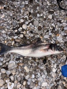 European Bass (Seabass)