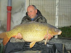 Common Carp