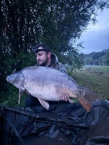 Mirror Carp