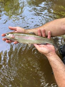 Rainbow Trout