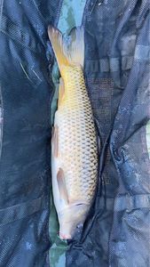 Common Carp