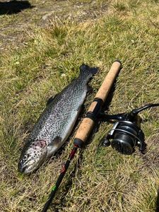 Rainbow Trout