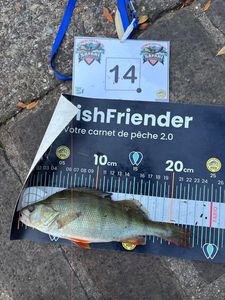 European Perch