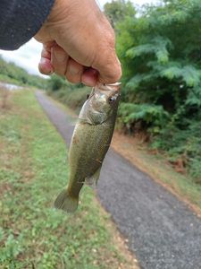 Smallmouth Bass