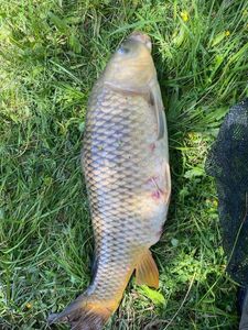 Common Carp