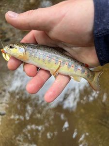 Brown Trout