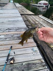 Smallmouth Bass