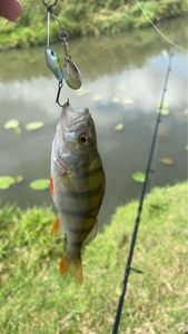 European Perch