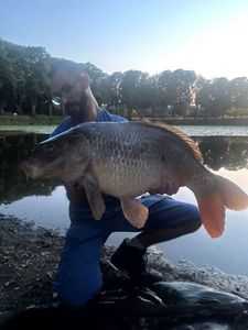 Common Carp