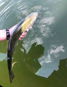 Rainbow Trout