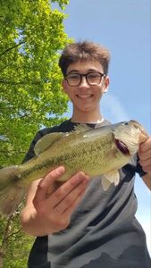 Largemouth Bass