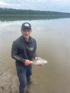 Goldeye