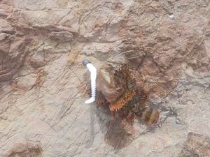 Brown Scorpionfish