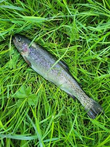 Rainbow Trout
