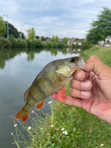 European Perch