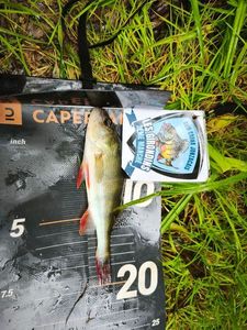 European Perch