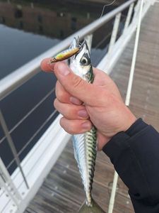 Chub Mackerel