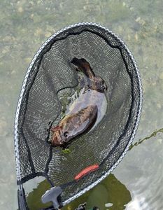Largemouth Bass