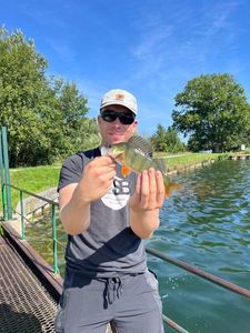 European Perch