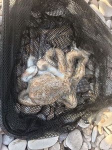 Common Octopus